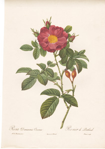 Vintage Pierre-Joseph Redoute roses and flowers